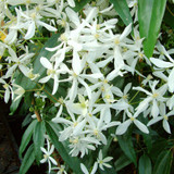 Clematis armandii Collection