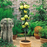 Miniature Patio Fruit Trees Collection x5