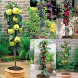 Miniature Patio Fruit Trees Collection x5