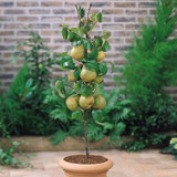 Miniature Patio Fruit Trees Collection x5