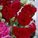 Alcea Double Hollyhocks Collection