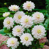 Dahlia Decorative Collection