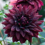 Dahlia Decorative Collection