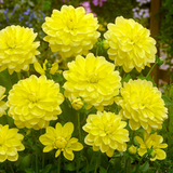 Dahlia Decorative Collection