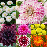 Dahlia Decorative Collection