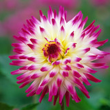 Dahlia Cactus Collection A