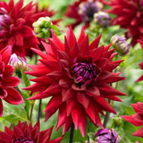Dahlia Cactus Collection A