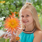 Dahlia Cactus Collection A