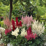 Astilbe Collection