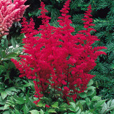 Astilbe Collection