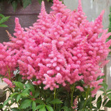 Astilbe Collection