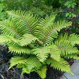 Fern Hardy Collection