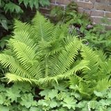Fern Hardy Collection