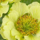 Geum Cocktail Collection