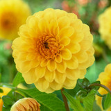 Dahlia Pompom Collection A
