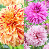 Dahlia Painted Collection