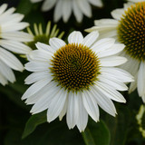 Echinacea Collection (10)