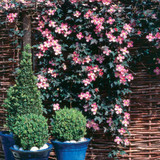 Clematis Spring Collection