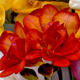 Freesia Giant Double Collection
