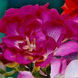 Freesia Giant Double Collection