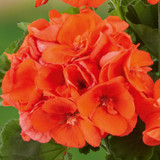 Geranium Grandeur Collection