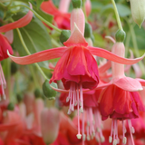Fuchsia Trailing AGM Collection