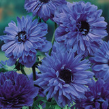 Anemone St Brigid Collection