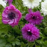 Anemone St Brigid Collection