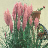 Pampas Grass Collection