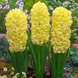 Prepared Hyacinth Collection 16/17cm