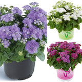 Ageratum Ariella Collection