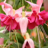 Fuchsia Giant Trailing Collection