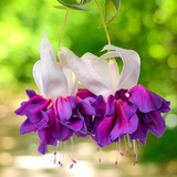 Fuchsia Giant Trailing Collection