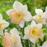 Narcissus UK Grown Collection