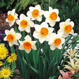 Narcissus UK Grown Collection
