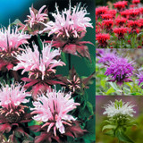 Monarda Fragrant Collection