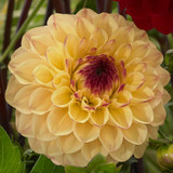 Dahlia Jill Collection