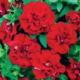 Petunia Double Trailing Collection