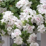 Petunia Double Trailing Collection