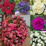 Petunia Double Trailing Collection