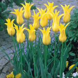 Fluted Tulips Collection