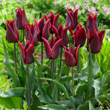Fluted Tulips Collection