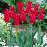 Fluted Tulips Collection
