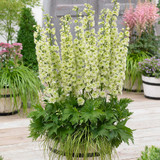 Delphinium Highlander Collection