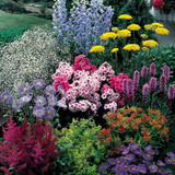 25 Perennial Collection