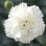 Dianthus Scent First Collection