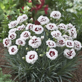Dianthus Scent First Collection (Pack 6)