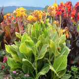 Canna Tropicanna Collection