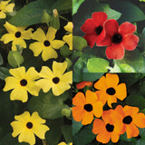 Thunbergia alata 'Sunny Susy' Collection (3)