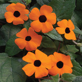 Thunbergia alata 'Sunny Susy' Collection (3)